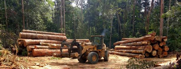 Best Lawn Dethatching  in Shelby, MS